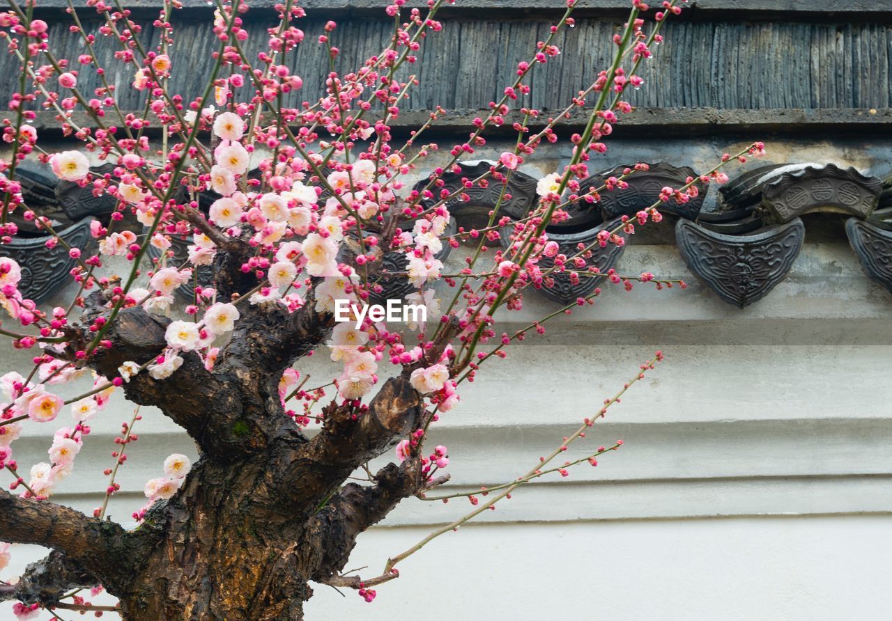 CLOSE-UP OF PINK CHERRY BLOSSOM AGAINST TREE