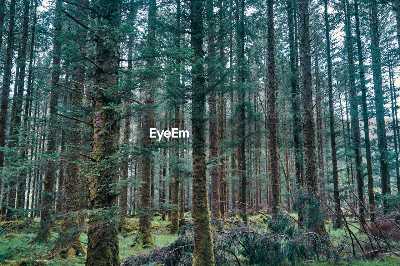 Pine trees in forest