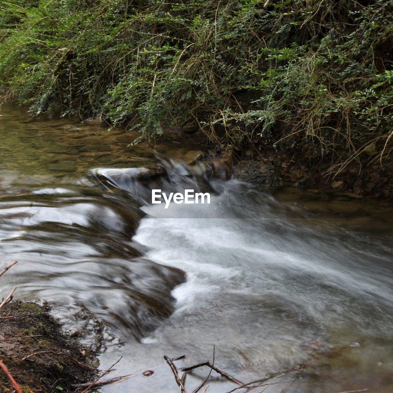 SCENIC VIEW OF WATER FLOWING IN FOREST
