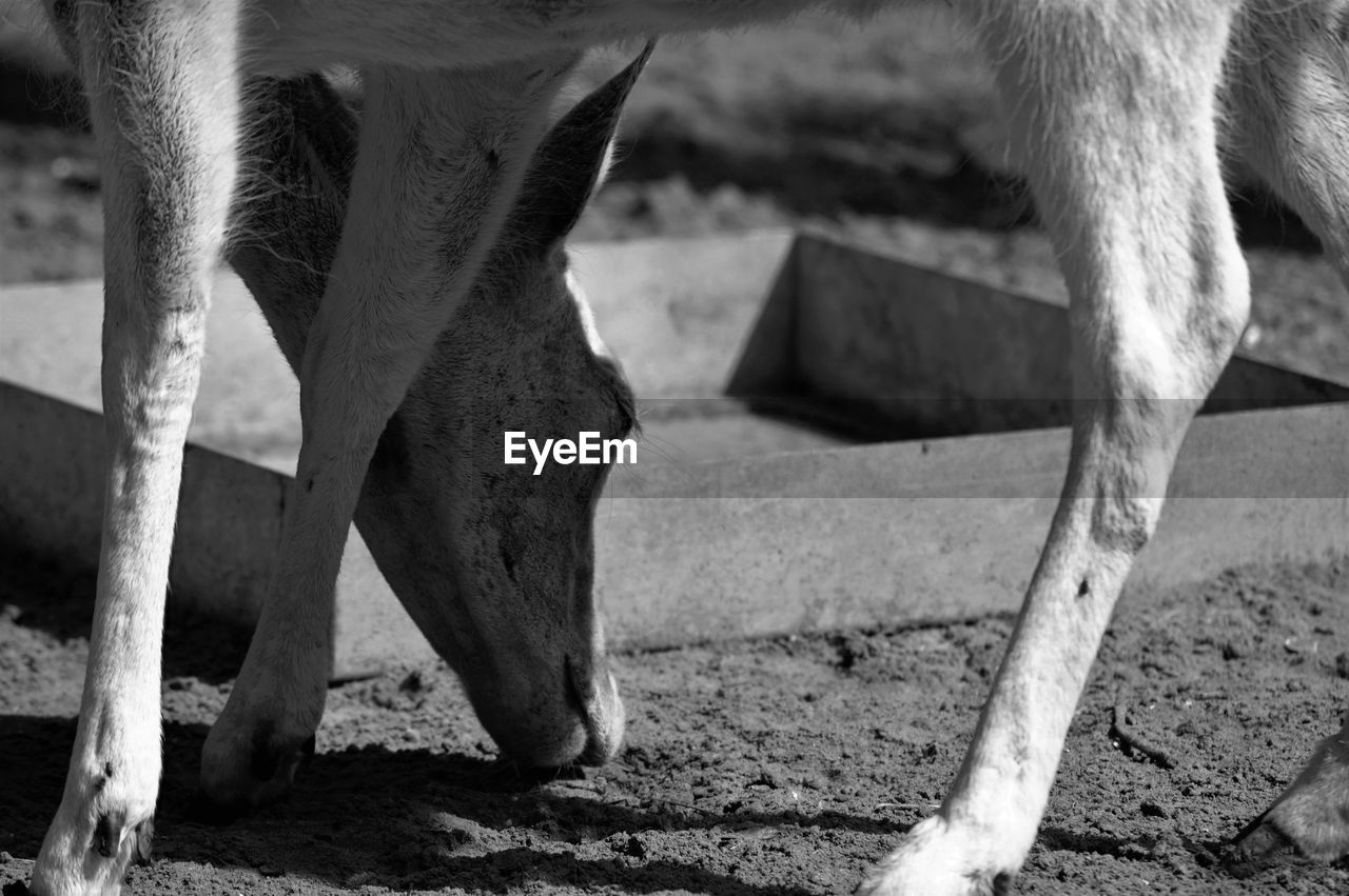 LOW SECTION OF HORSE IN ZOO