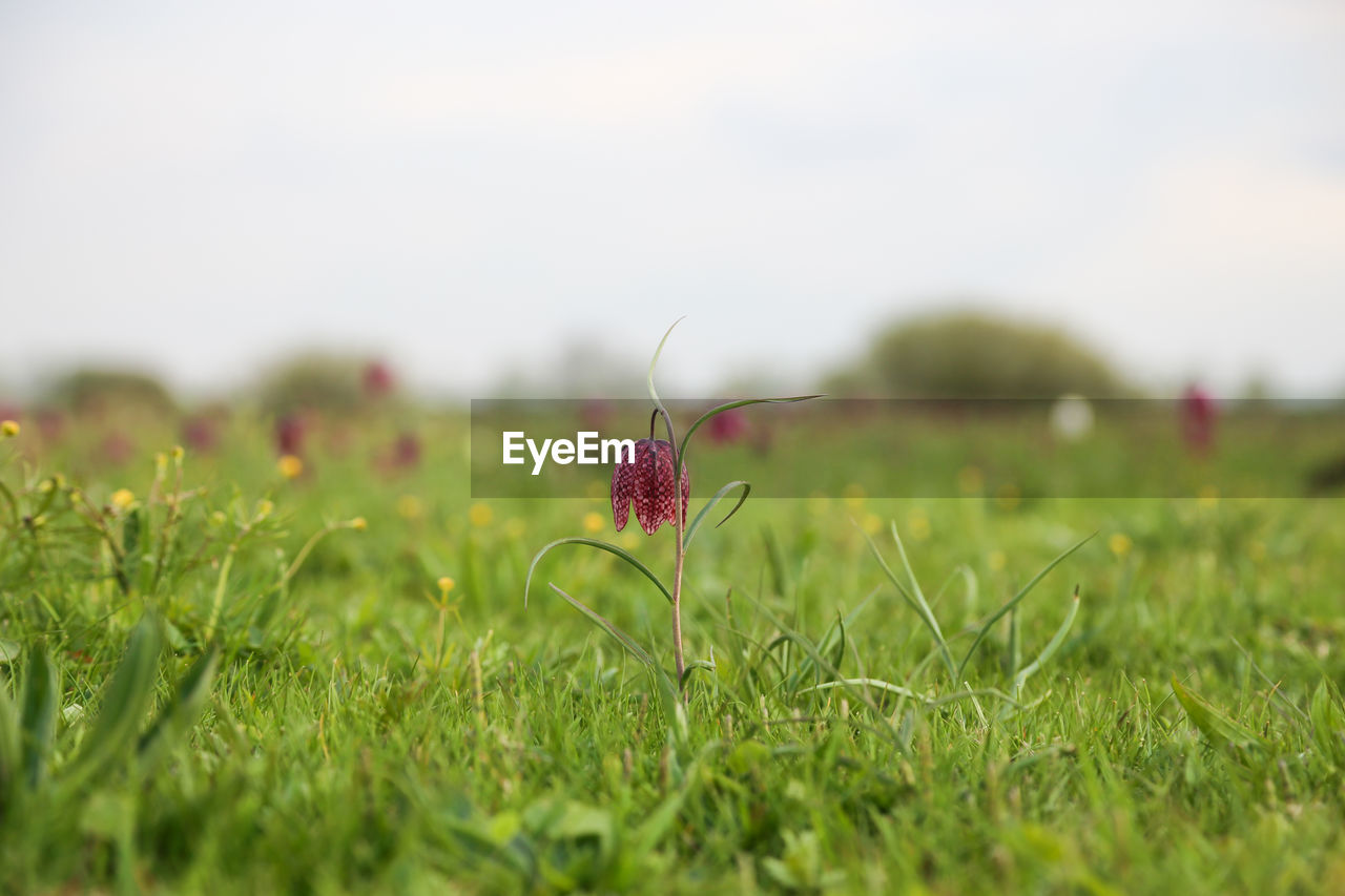 CLOSE-UP OF FLOWERING PLANT ON FIELD