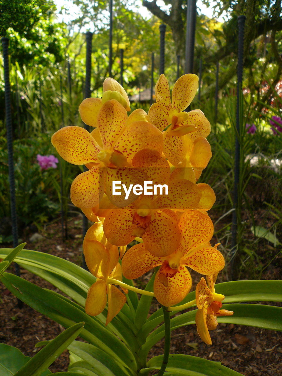 CLOSE-UP OF YELLOW FLOWERS BLOOMING