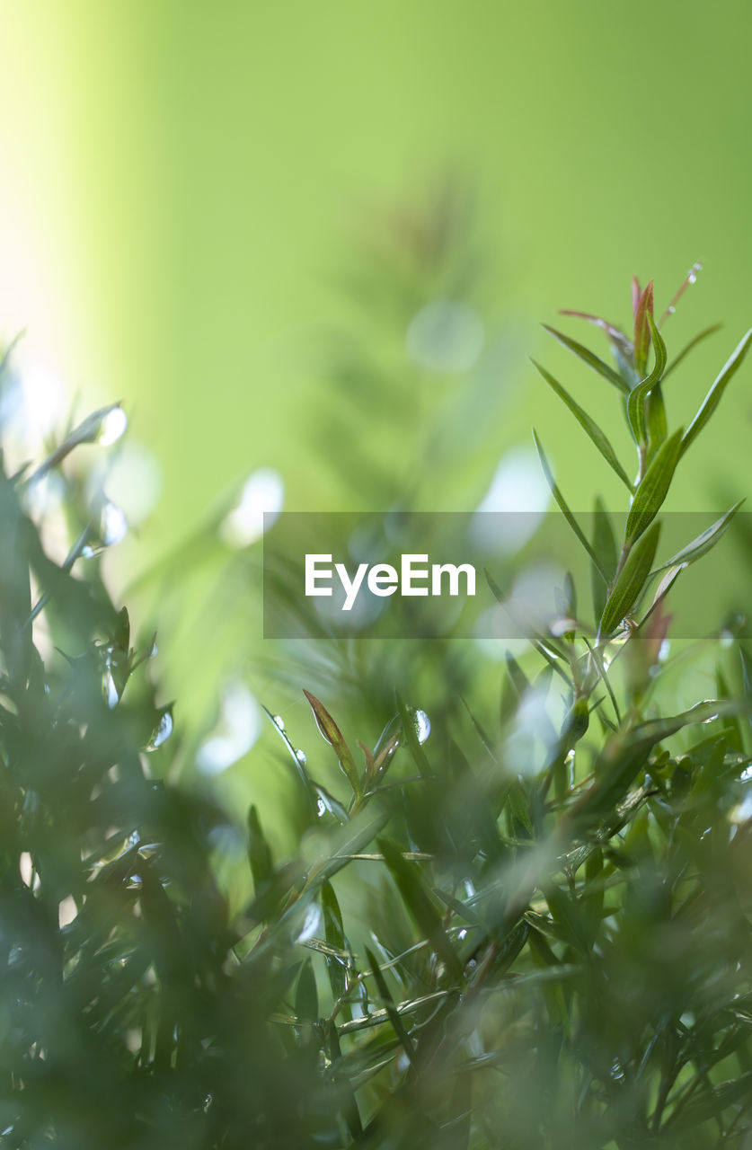 plant, green, branch, nature, grass, leaf, plant part, tree, growth, beauty in nature, selective focus, no people, flower, close-up, environment, macro photography, wet, drop, freshness, outdoors, water, defocused, plant stem, dew, land, moisture, backgrounds, summer, tranquility, flowering plant, springtime, day, sunlight, food and drink