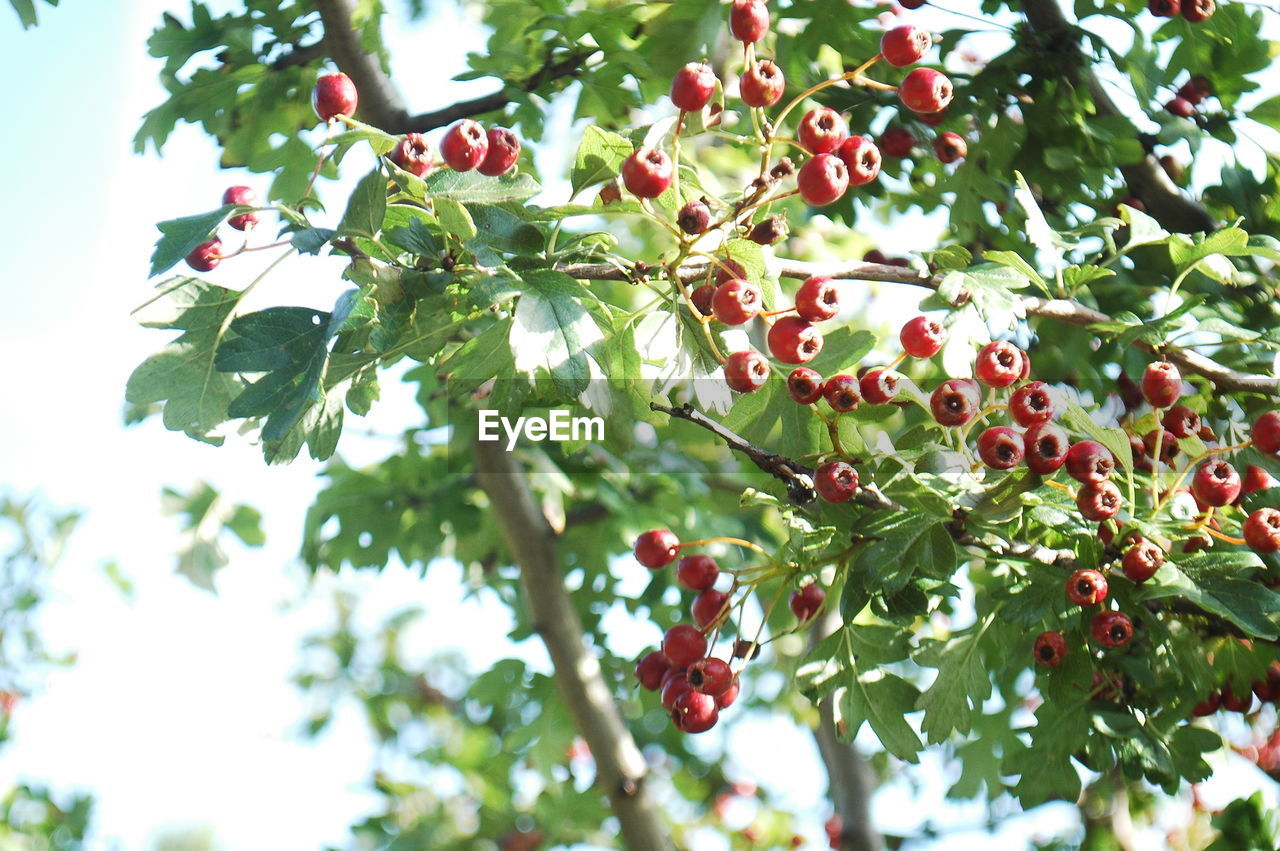 LOW ANGLE VIEW OF PINK FLOWERS ON TREE