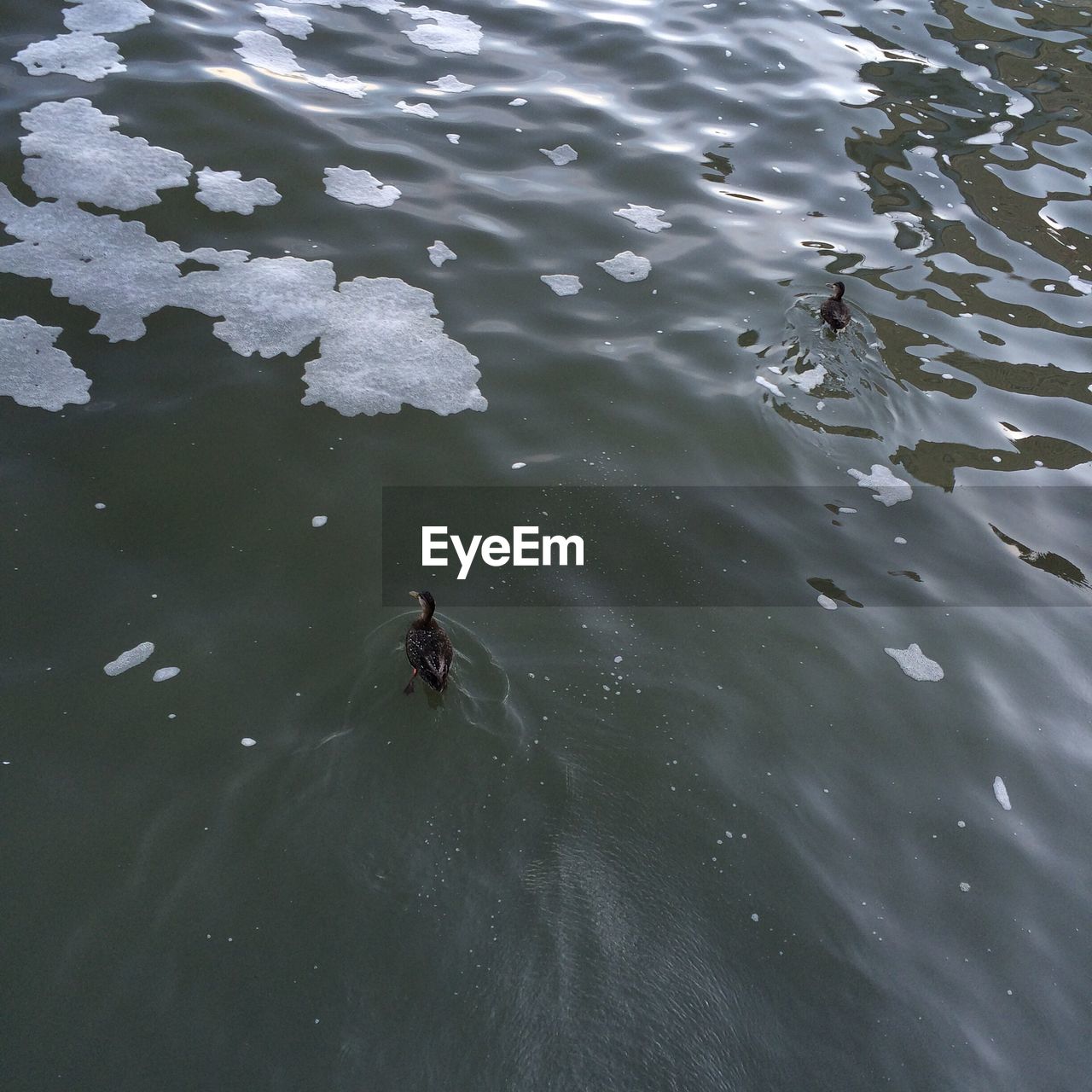 High angle view of birds in water