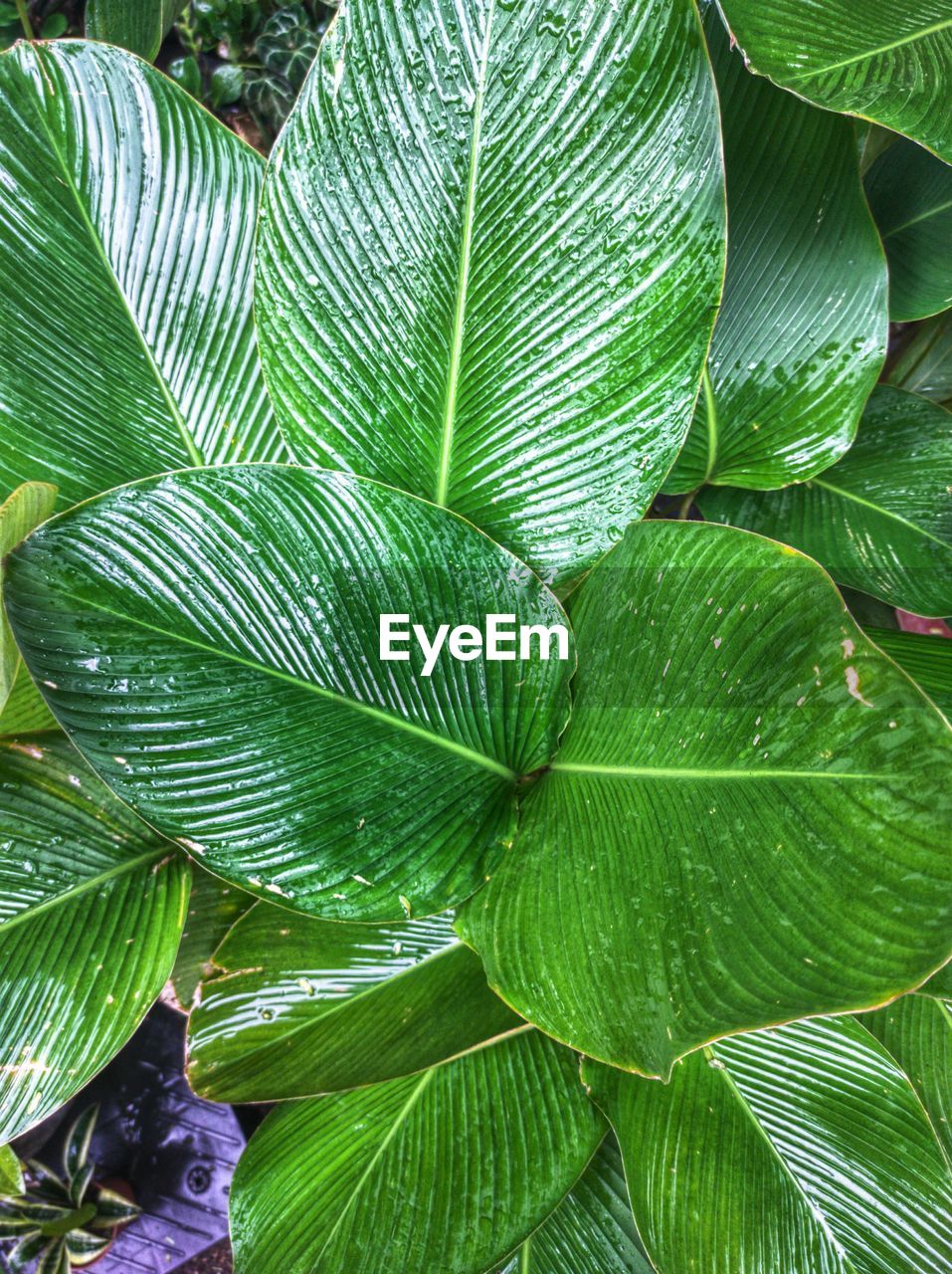 leaf, plant part, green, plant, growth, tree, beauty in nature, nature, flower, close-up, no people, full frame, backgrounds, day, freshness, outdoors, botany, pattern, leaf vein