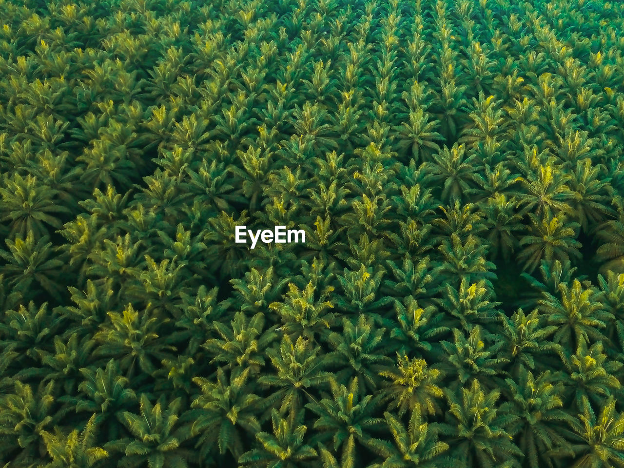 Aerial drone view of oil palm plantations in melaka, malaysia.