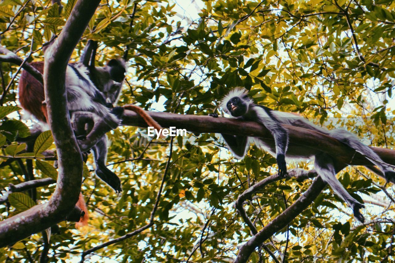 LOW ANGLE VIEW OF MONKEY ON BRANCH