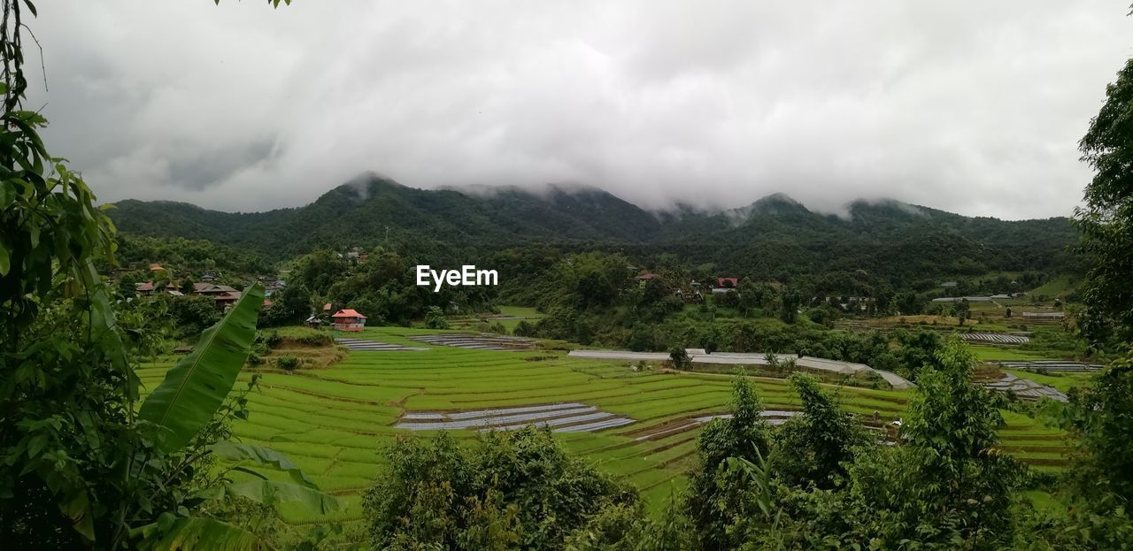 Scenic view of agricultural field against sky