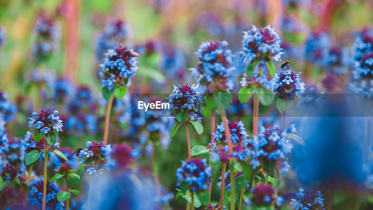 CLOSE-UP OF PURPLE FLOWERING PLANT