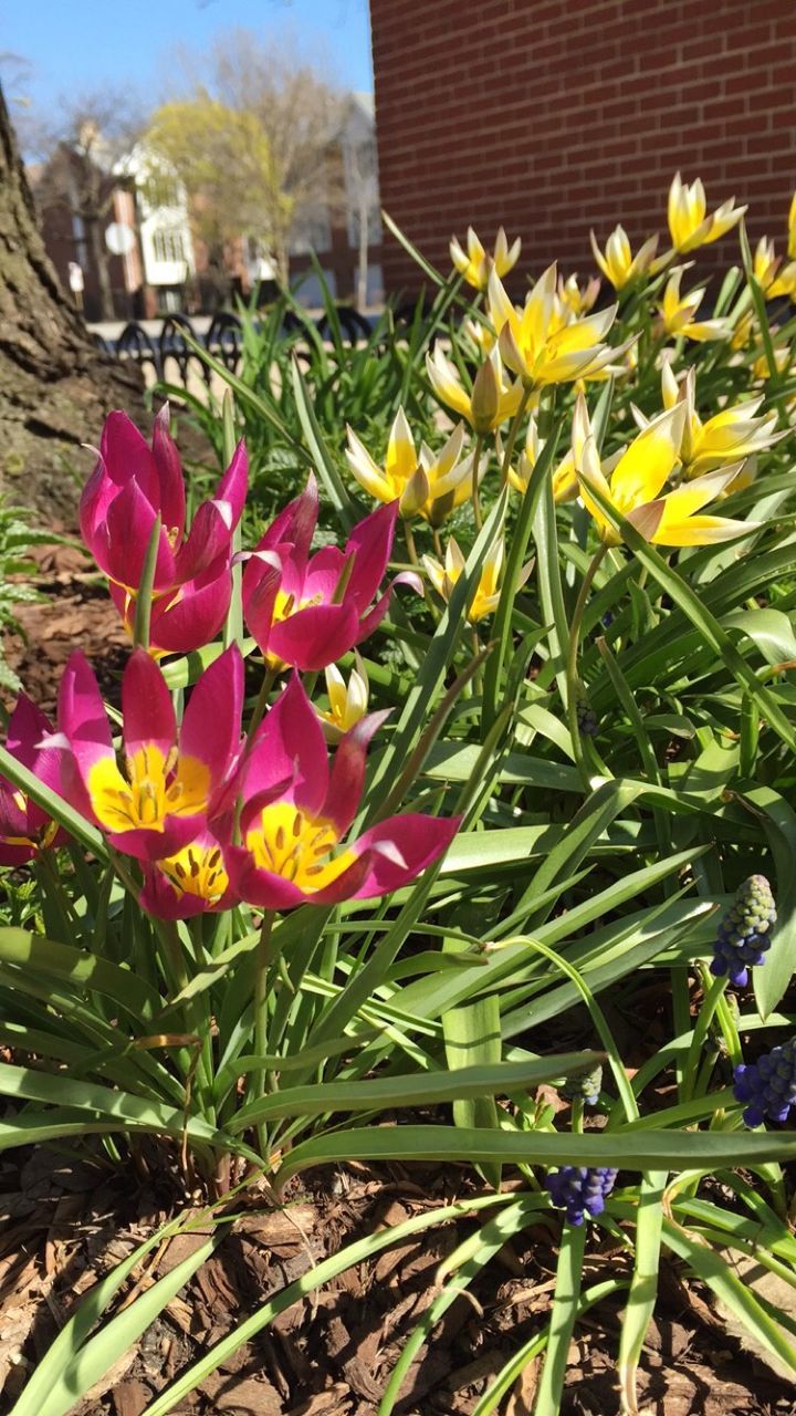 CLOSE-UP OF YELLOW FLOWERS BLOOMING