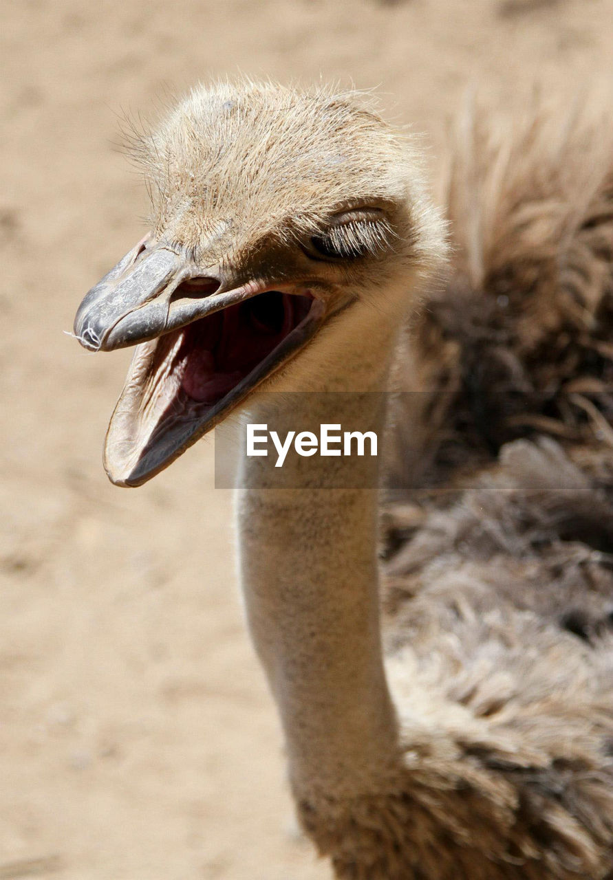 CLOSE-UP OF OSTRICH ON ROCK