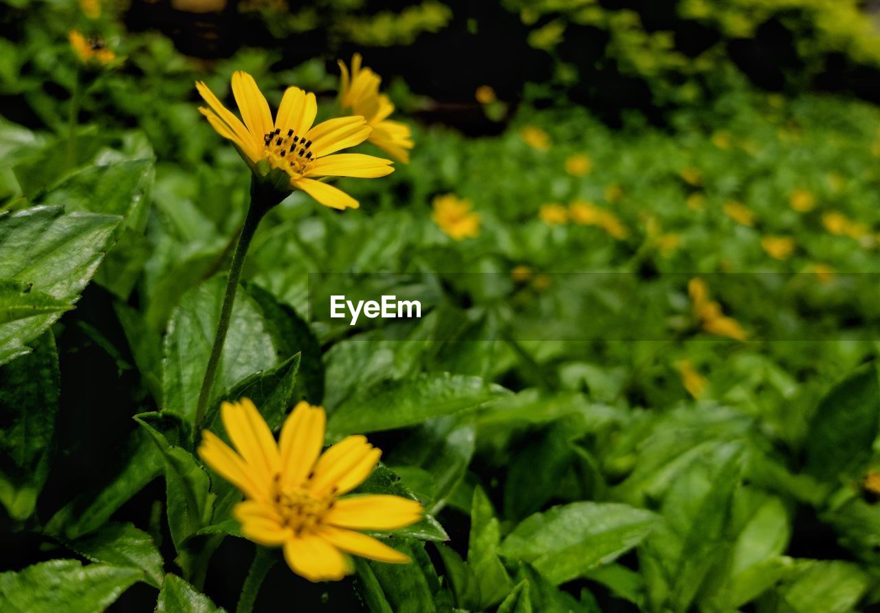 Beautiful flowers look up to the sun and to embrace his warmth