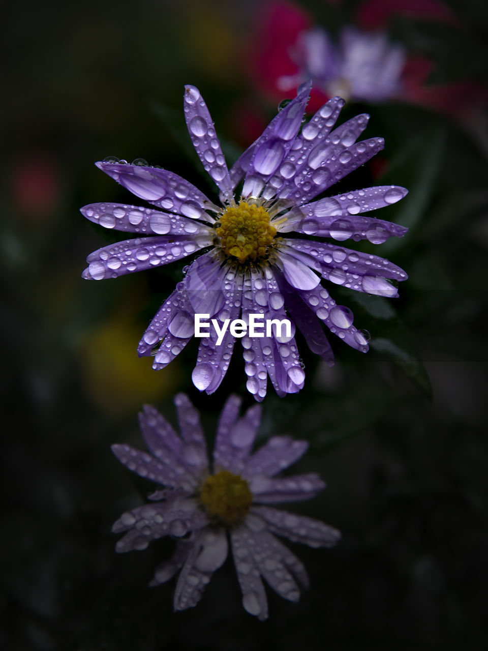 Close-up of wet purple flowers growing on field