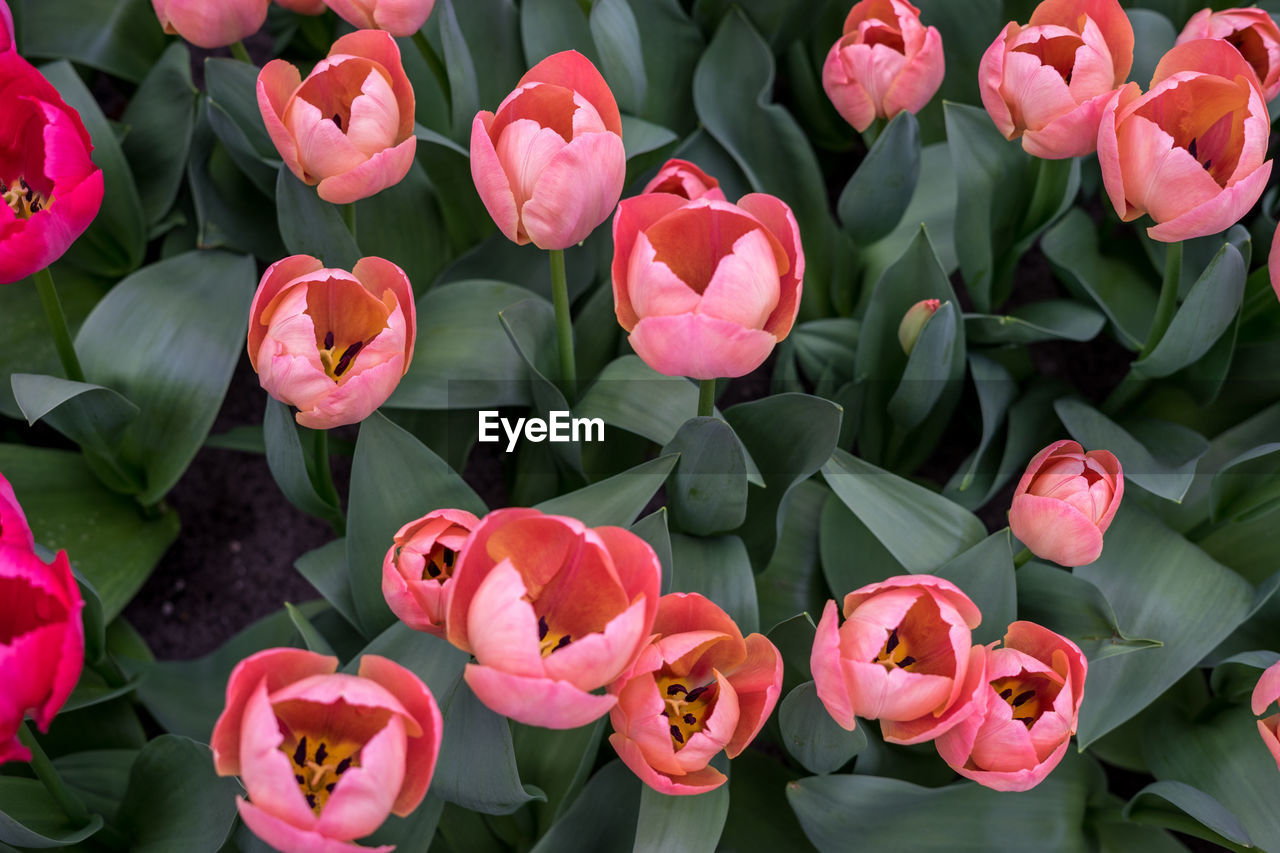 HIGH ANGLE VIEW OF PINK TULIPS ON PLANT