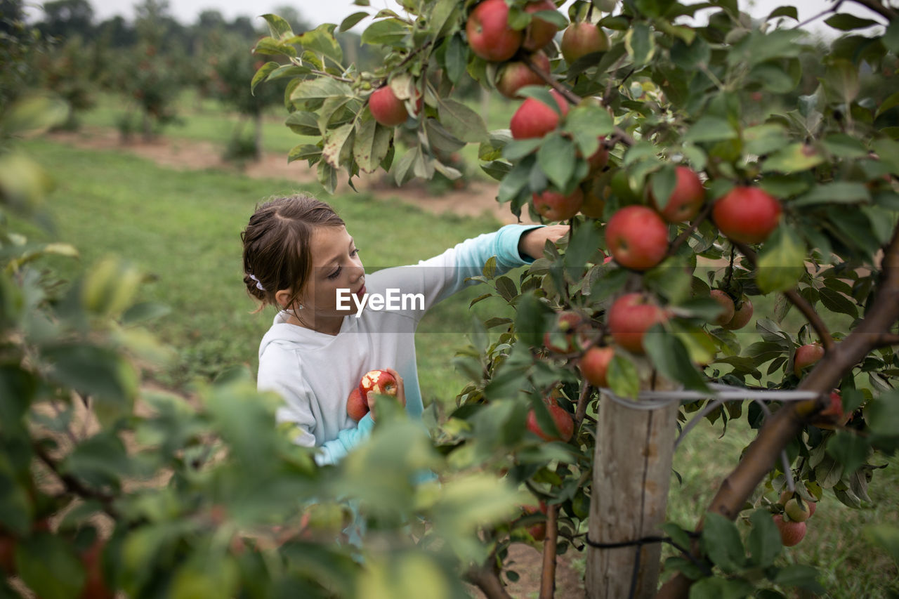 Girl harvesting apples from fruit tree at farm