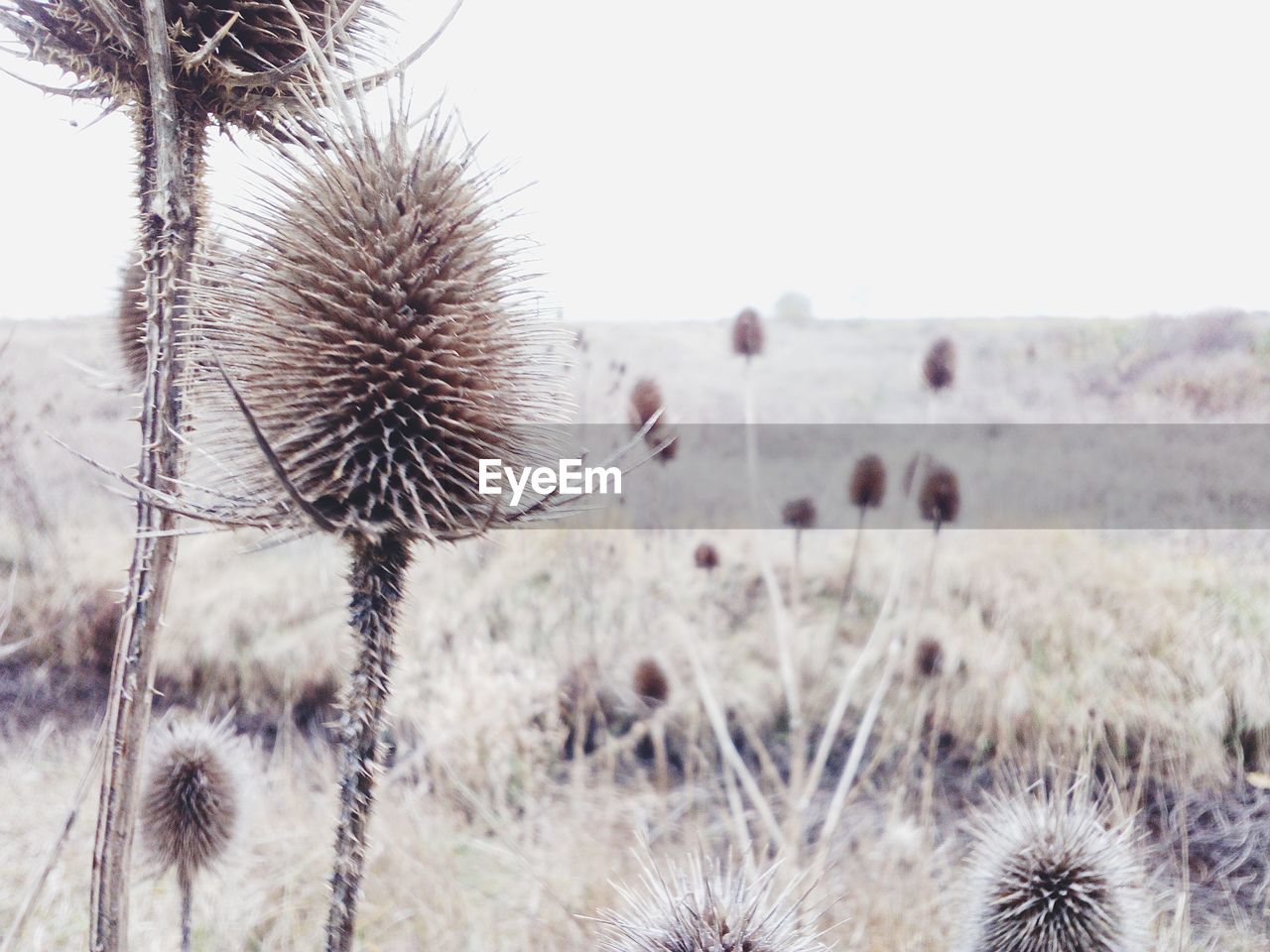 CLOSE-UP OF THISTLE ON FIELD