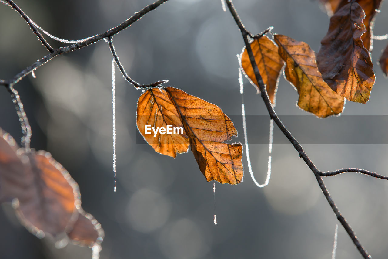 CLOSE-UP OF AUTUMN LEAVES ON BRANCH