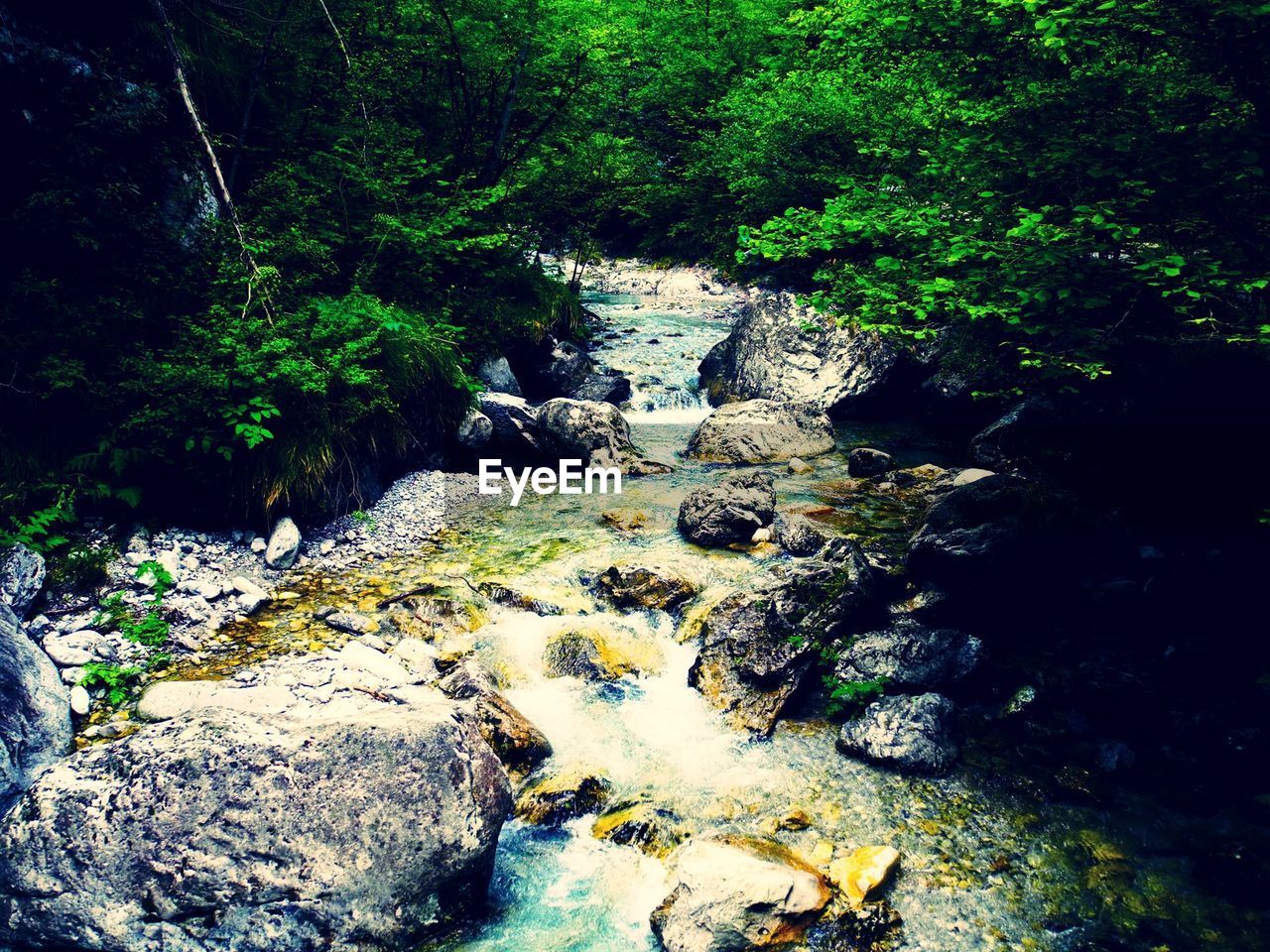 STREAM PASSING THROUGH FOREST