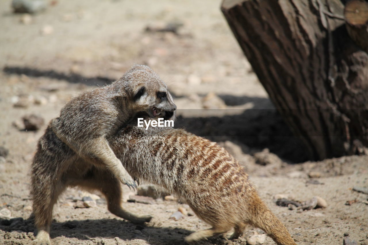 Meerkats playing