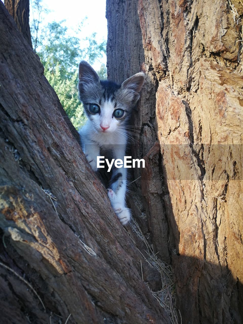 PORTRAIT OF CAT LYING ON TREE TRUNK