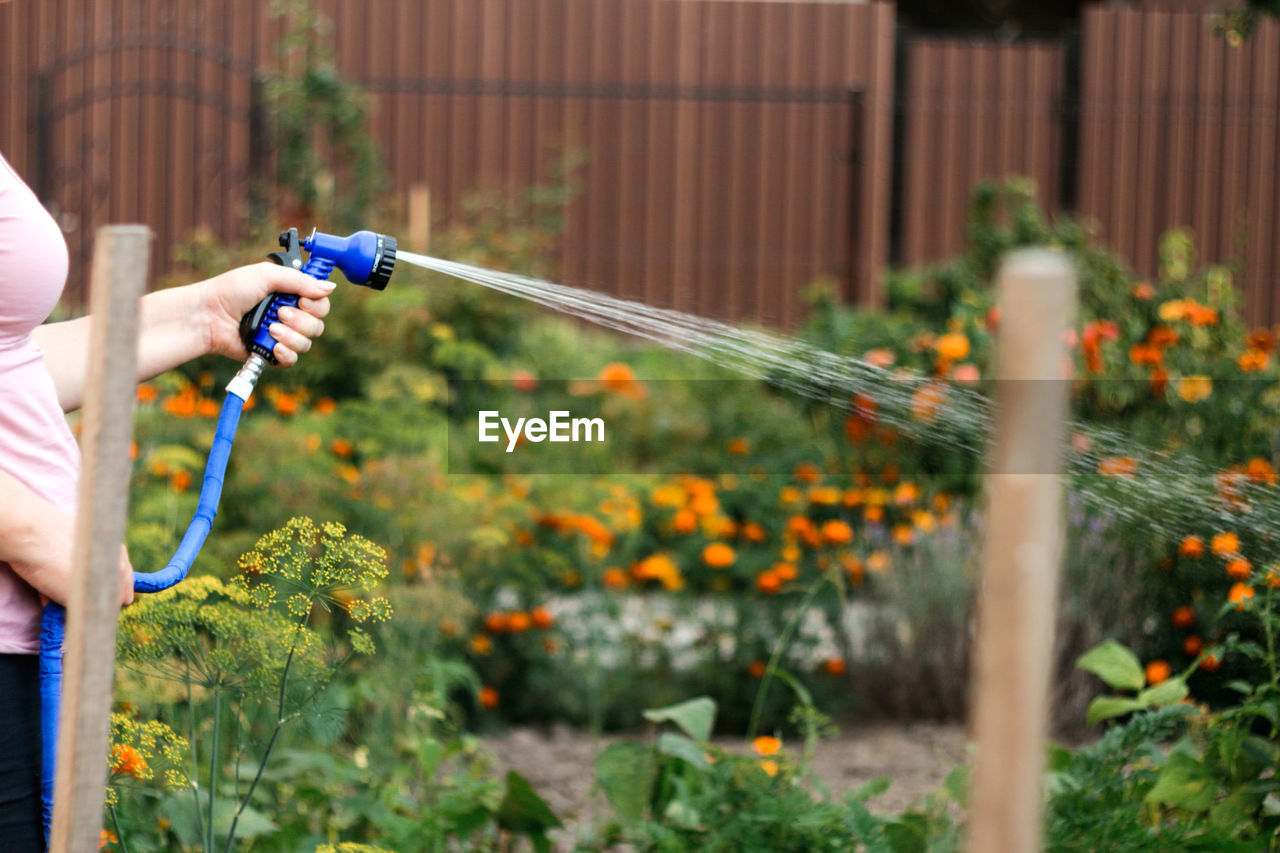 Watering the vegetable garden. woman is watering sown vegetable seeds in the field. watering plants 