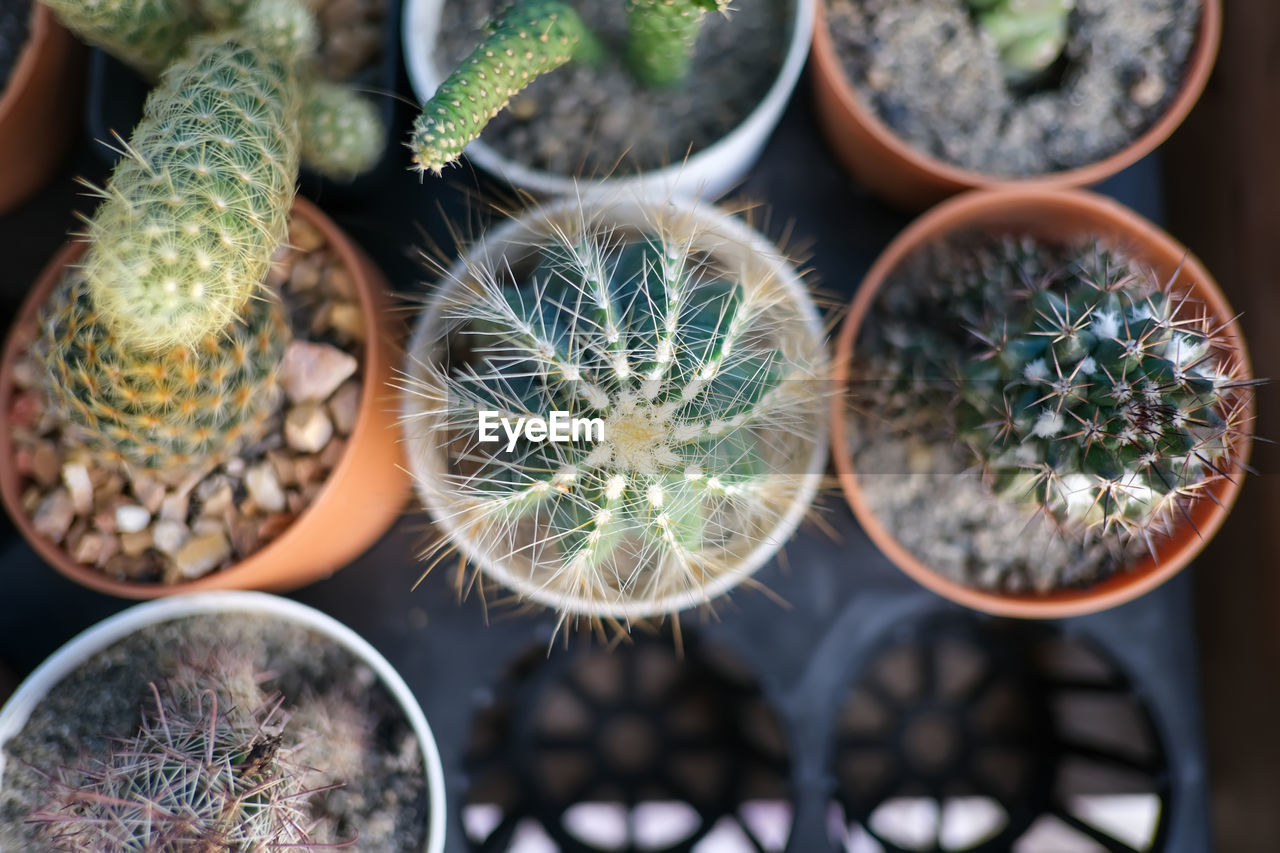 Close-up of potted plants