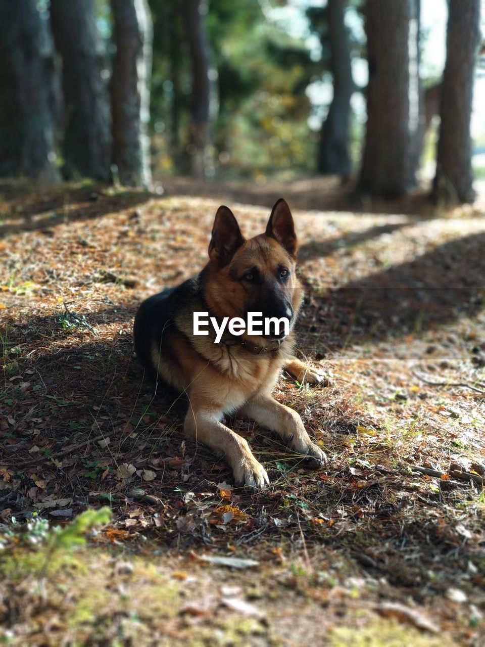 PORTRAIT OF DOG LYING ON FIELD