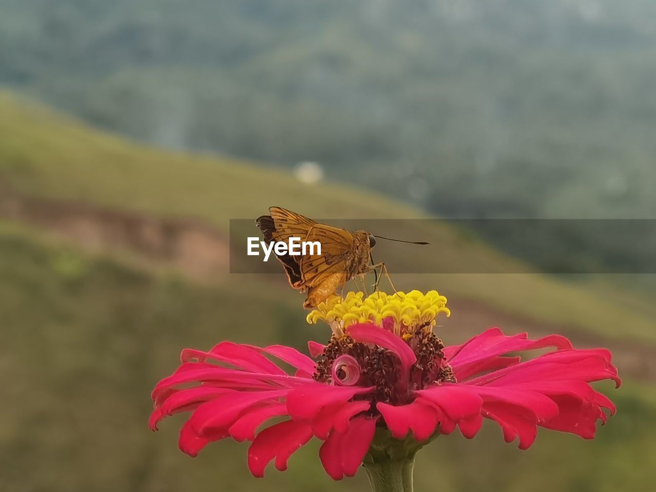 BUTTERFLY POLLINATING ON FLOWER