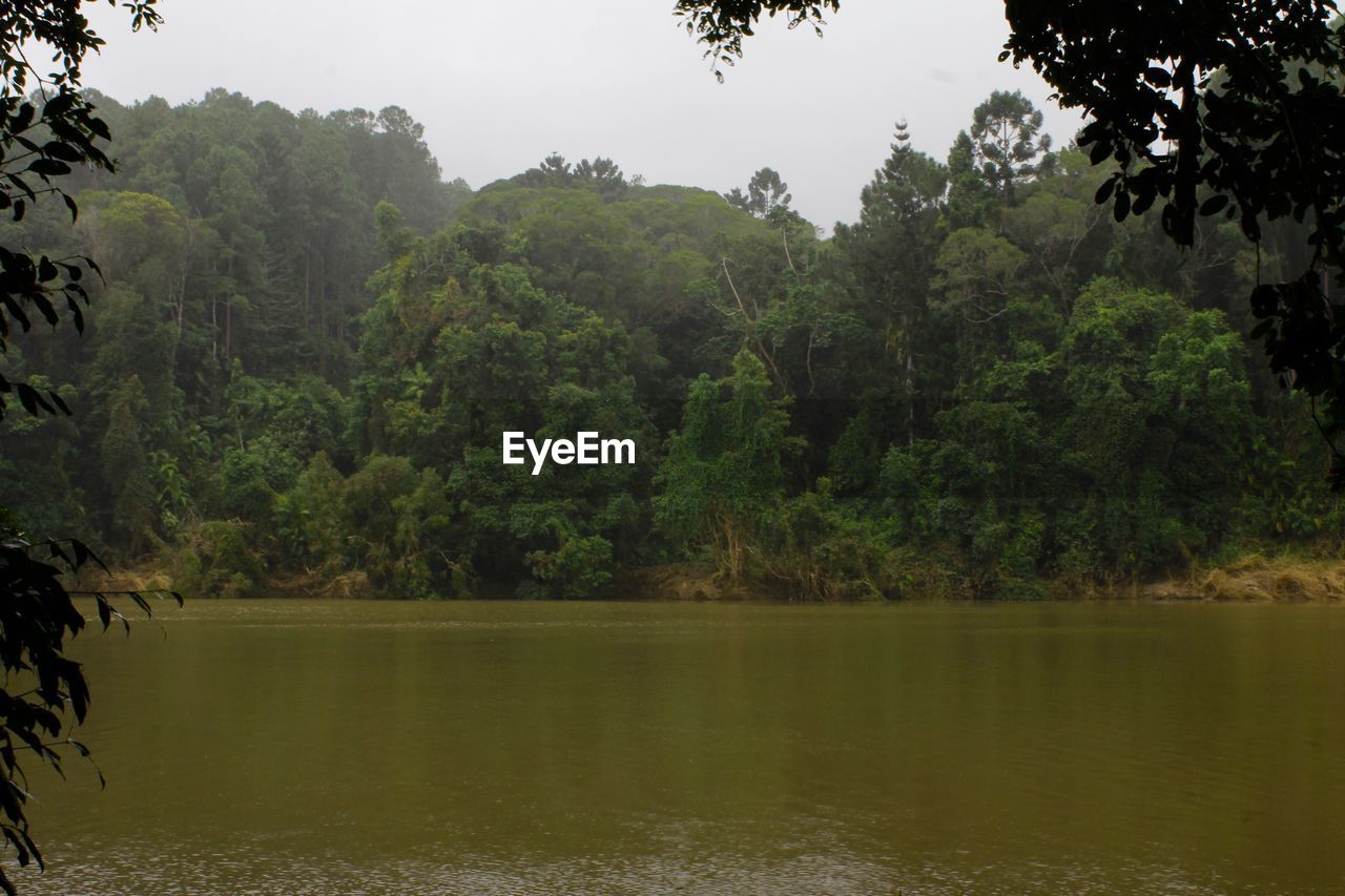 SCENIC VIEW OF LAKE AMIDST TREES IN FOREST