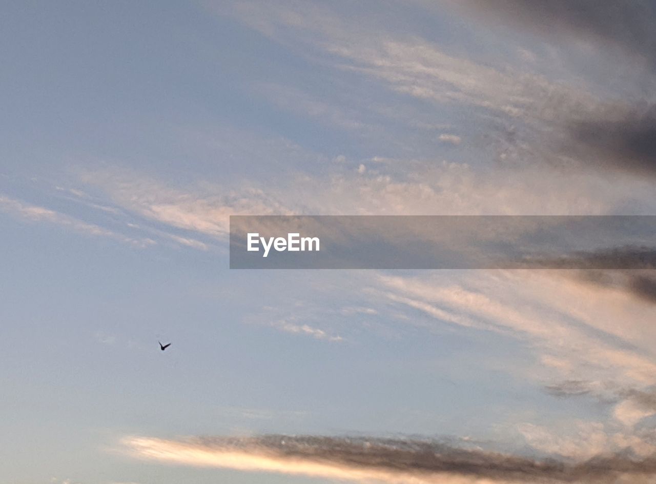 LOW ANGLE VIEW OF BIRD FLYING