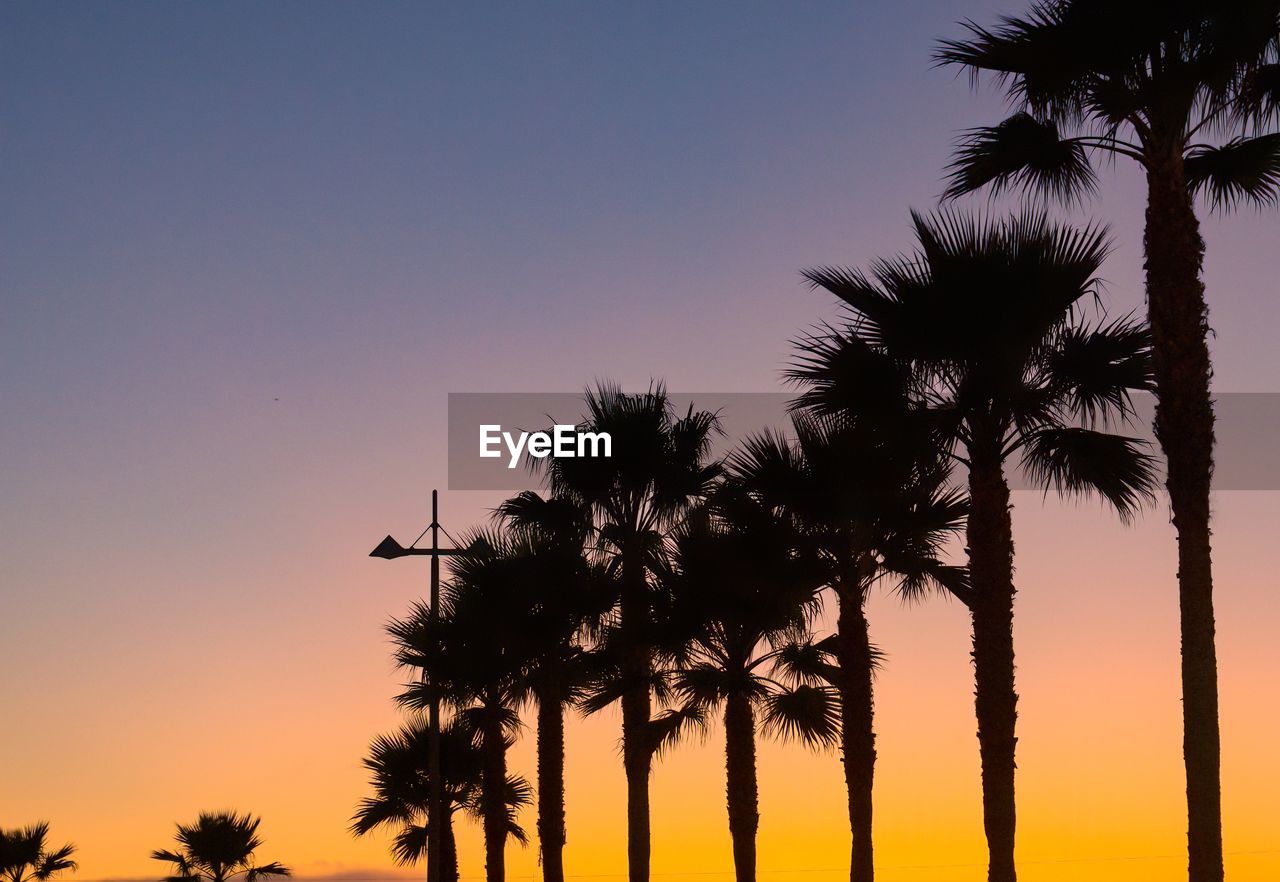 Silhouette palm trees against sky during sunset