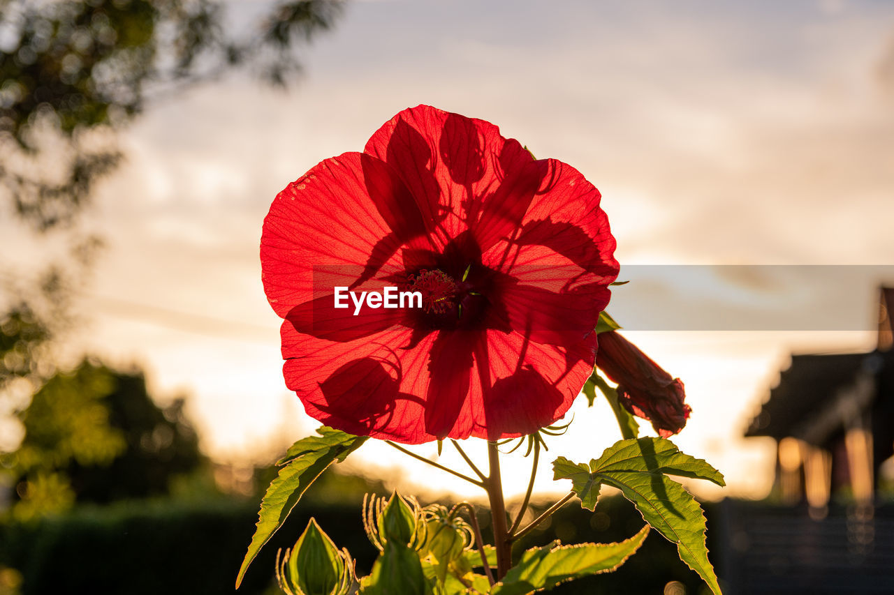 CLOSE-UP OF RED FLOWER AGAINST SKY