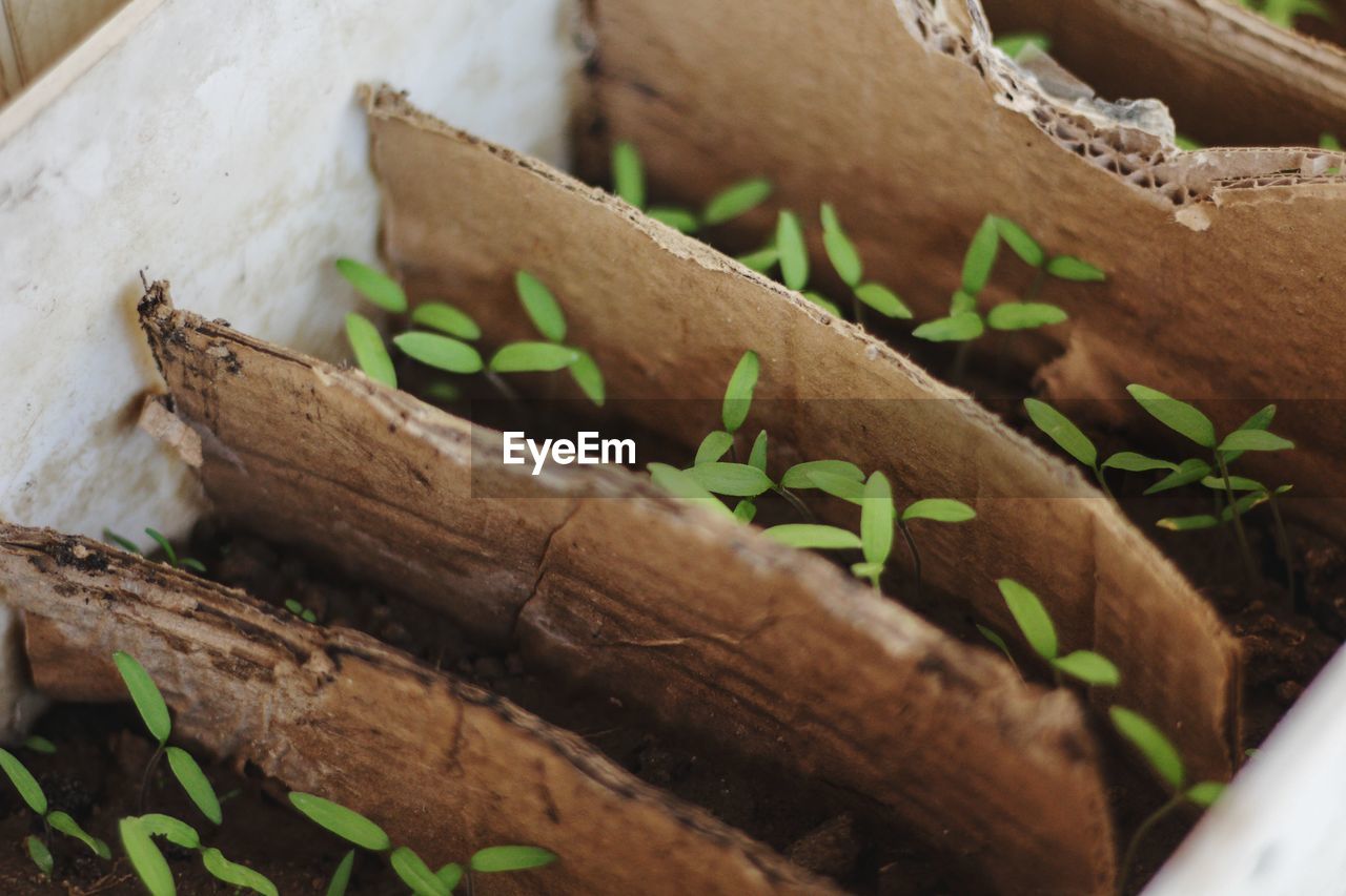 High angle view of potted plant