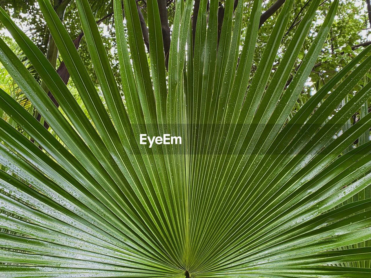 leaf, green, plant, plant part, tree, palm leaf, beauty in nature, tropical climate, growth, palm tree, nature, backgrounds, saw palmetto, no people, full frame, close-up, flower, pattern, sunlight, freshness, frond, outdoors, day, botany, lush foliage, foliage, rainforest, branch, plant stem, forest, environment, tranquility