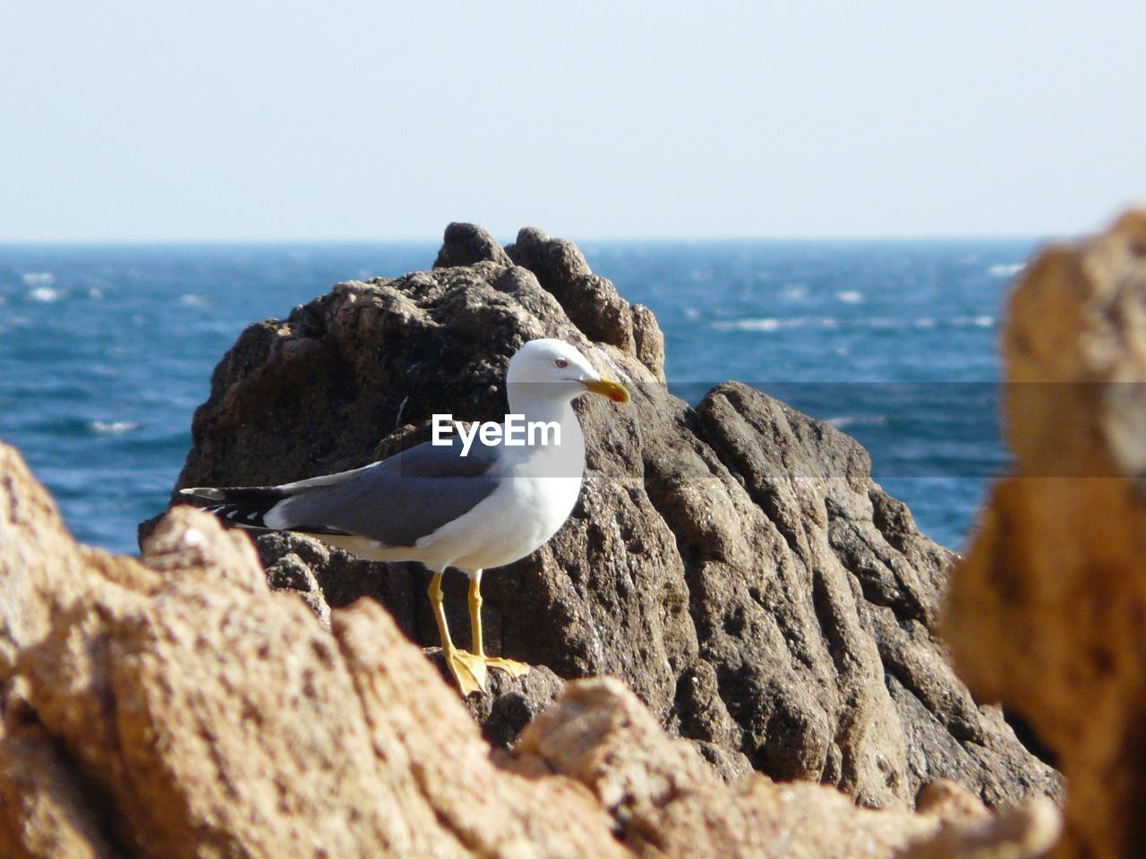 SEAGULL PERCHING ON ROCK IN SEA AGAINST CLEAR SKY