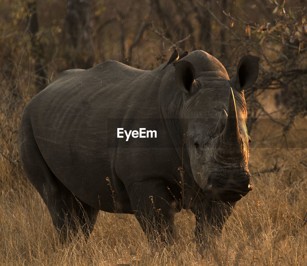 View of rhino on field