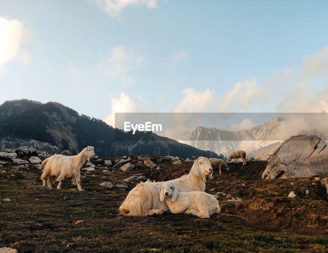 Mountain goats resting against the sky