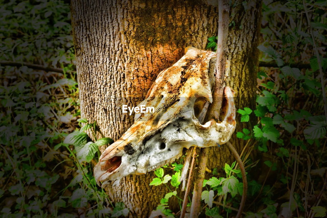 CLOSE-UP OF SNAKE ON TREE TRUNK