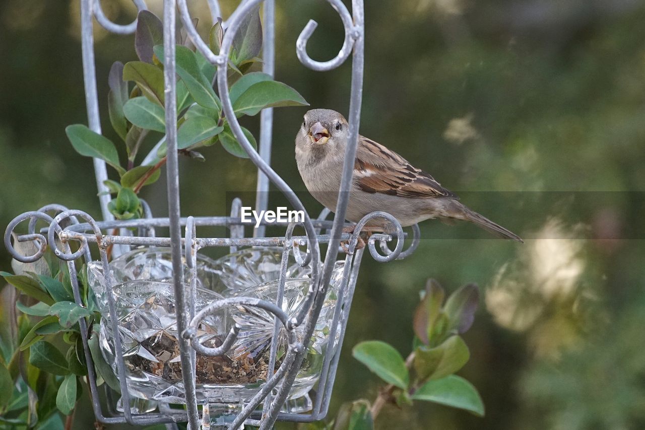 Sparrow perching on bird feeder