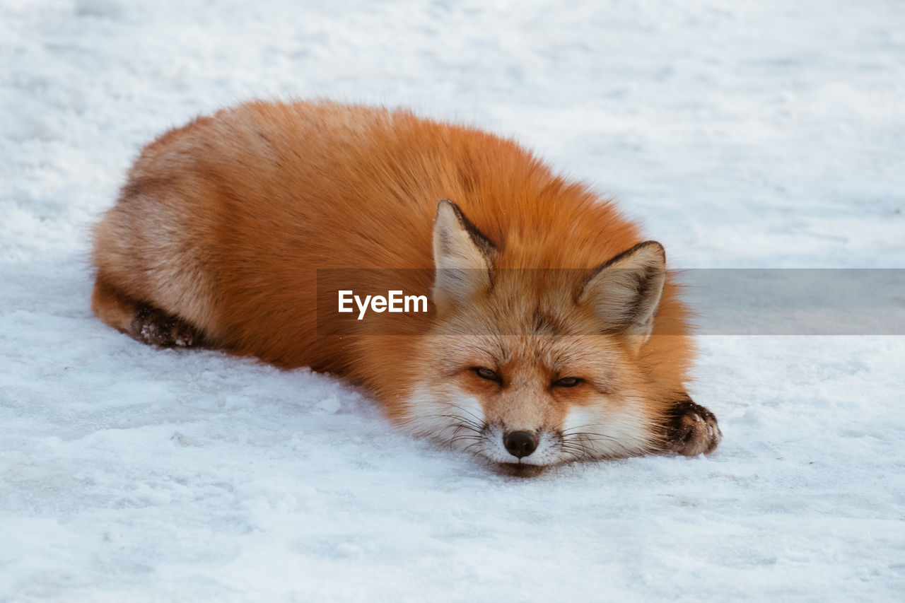 CAT LYING ON SNOW