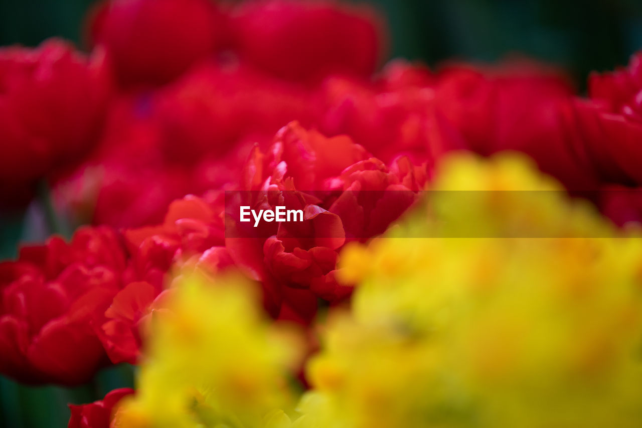 CLOSE-UP OF RED ROSE BOUQUET