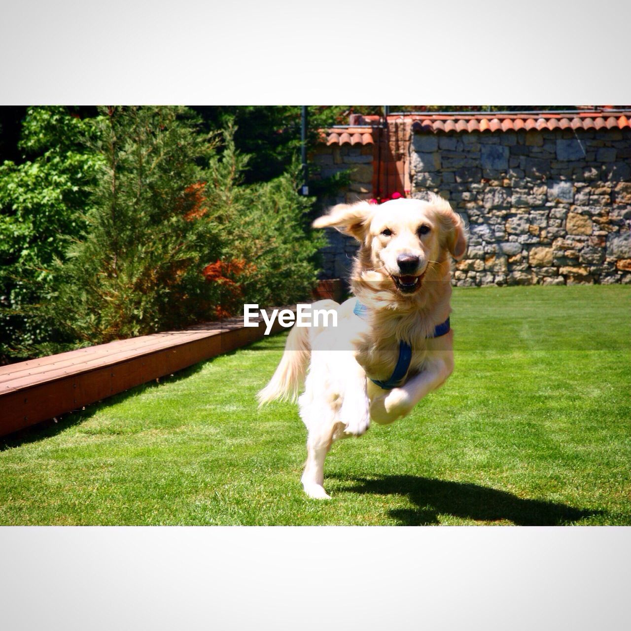 DOG ON GRASSY FIELD