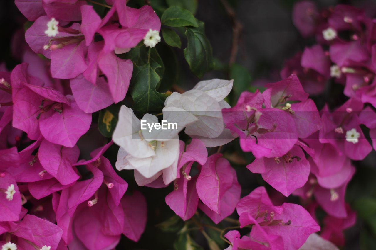 CLOSE-UP OF FLOWERS BLOOMING OUTDOORS