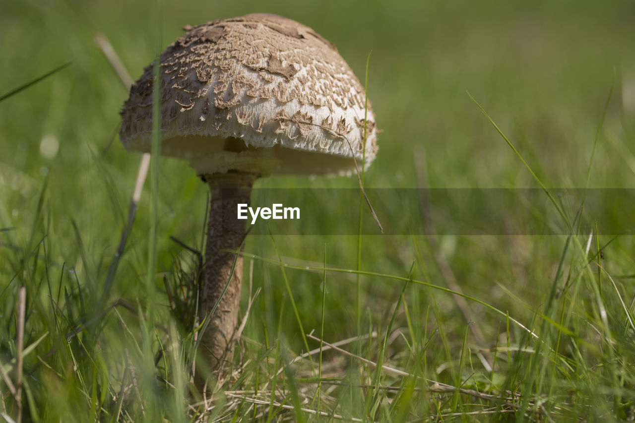 Close up of a boletus edulis in a field