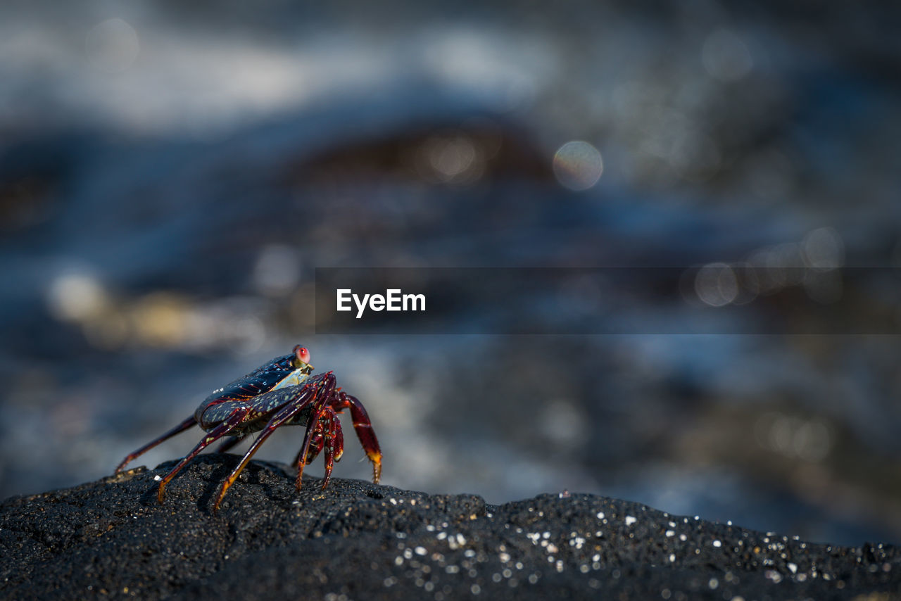 Close-up of crab against blurred background