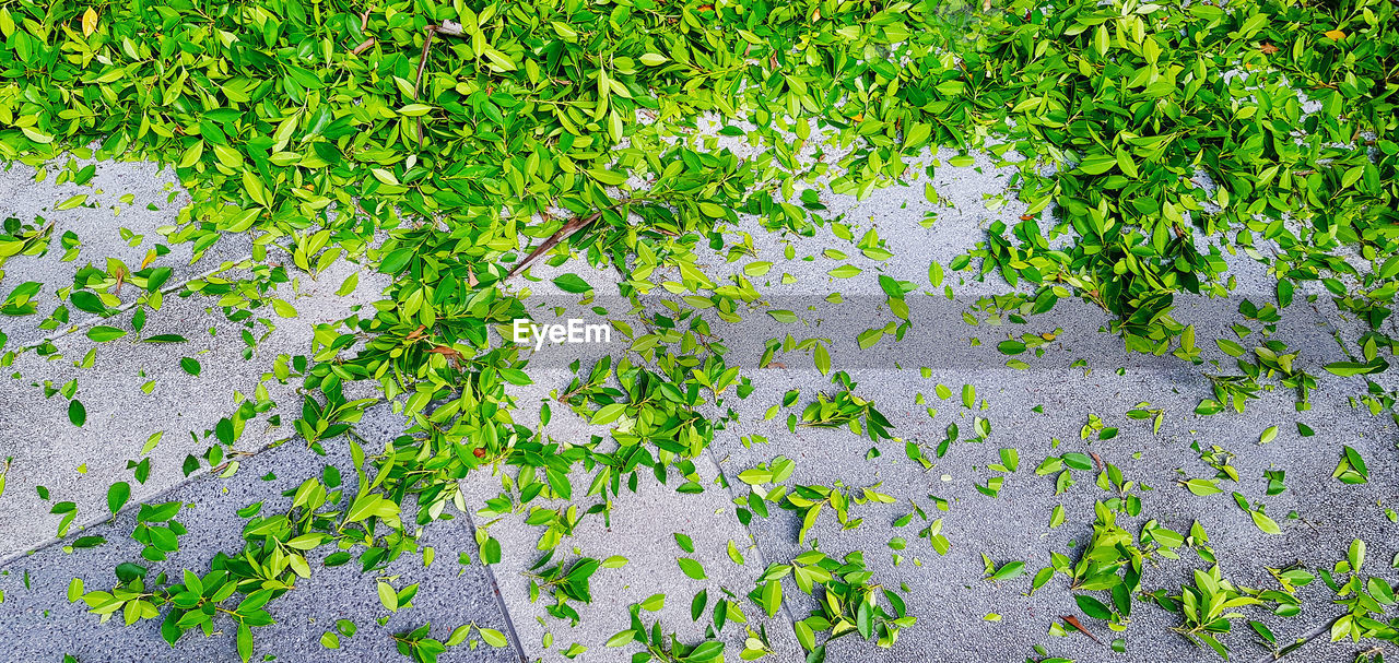 HIGH ANGLE VIEW OF IVY ON PLANT