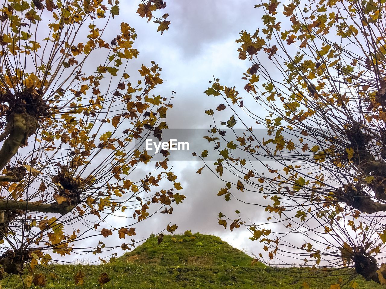 LOW ANGLE VIEW OF FLOWERING PLANTS AGAINST SKY