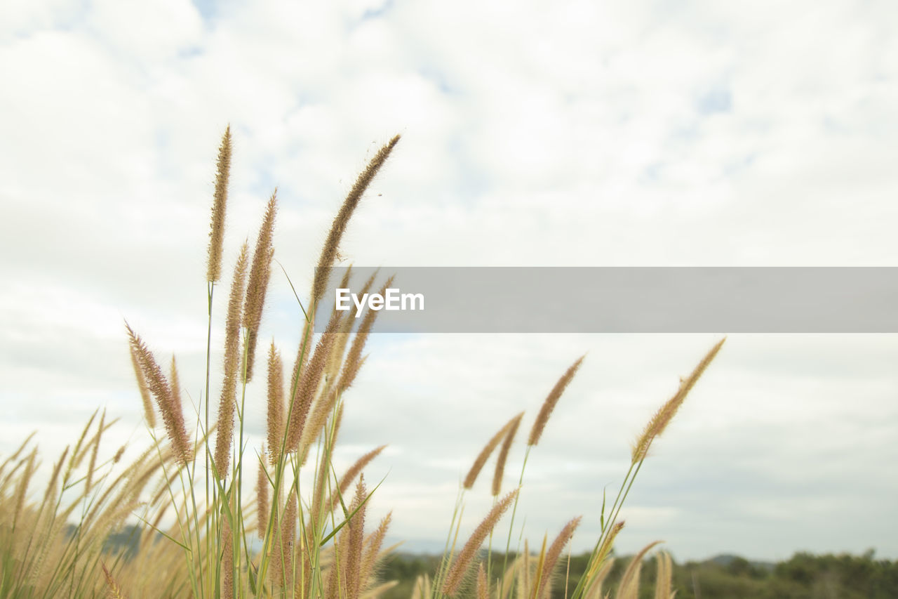 CLOSE-UP OF STALKS AGAINST CLOUDY SKY