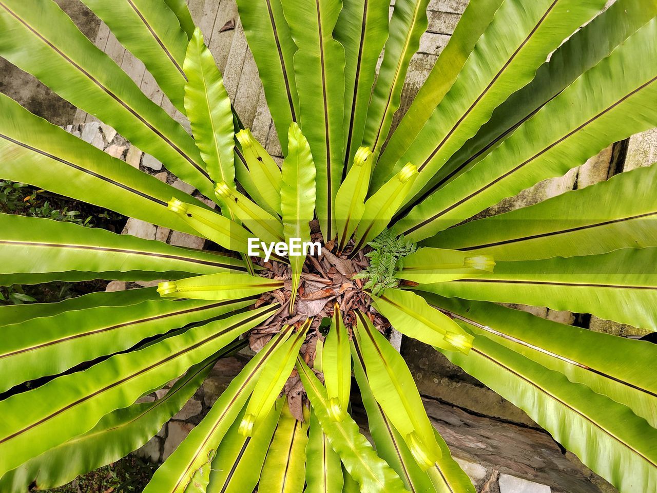 tree, plant, green, palm tree, leaf, growth, plant part, nature, beauty in nature, flower, no people, full frame, tropical climate, backgrounds, close-up, branch, palm leaf, plant stem, saw palmetto, outdoors, day, tropics, pattern, freshness, jungle, macro photography, tranquility, botany, land, food and drink, sunlight